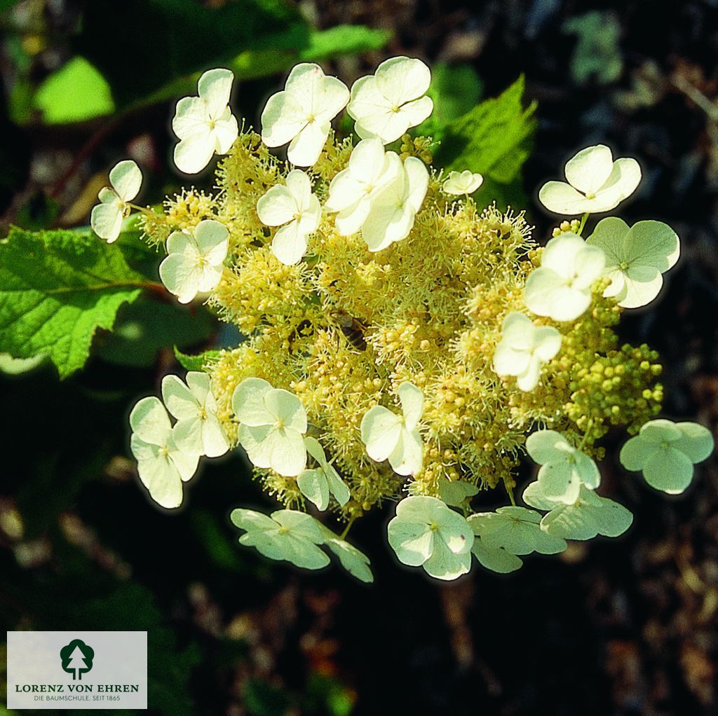 Hydrangea quercifolia