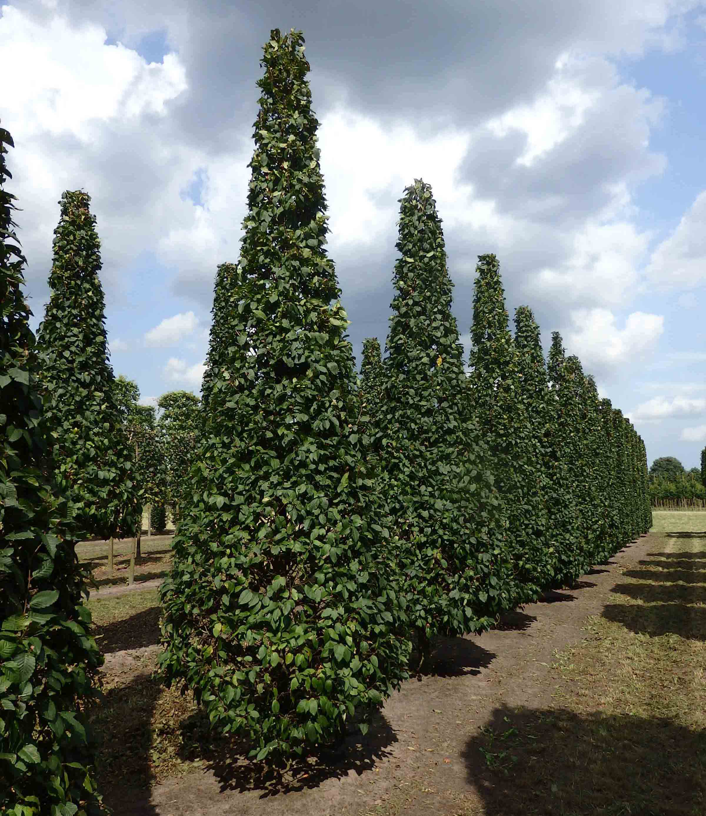 Reihe von Kegelbäumen