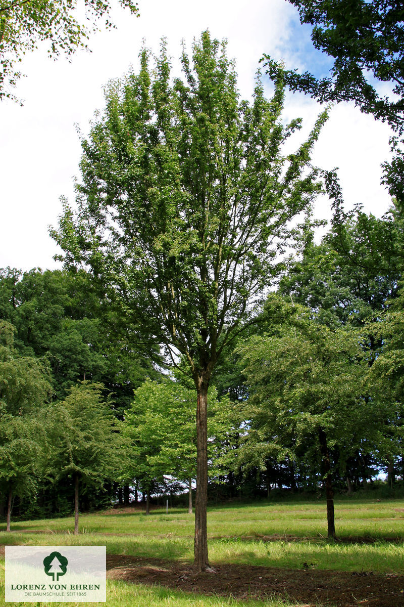 Crataegus monogyna 'Stricta'