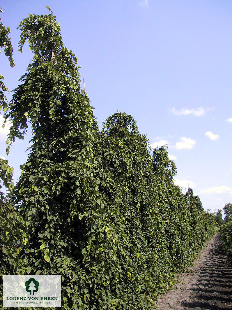 Carpinus betulus 'Pendula'