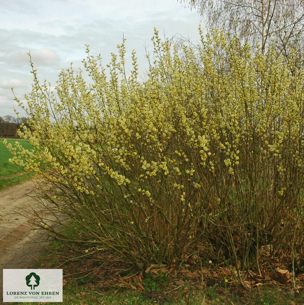 Salix caprea