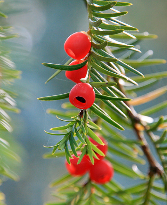 Taxus baccata (200) Unikat