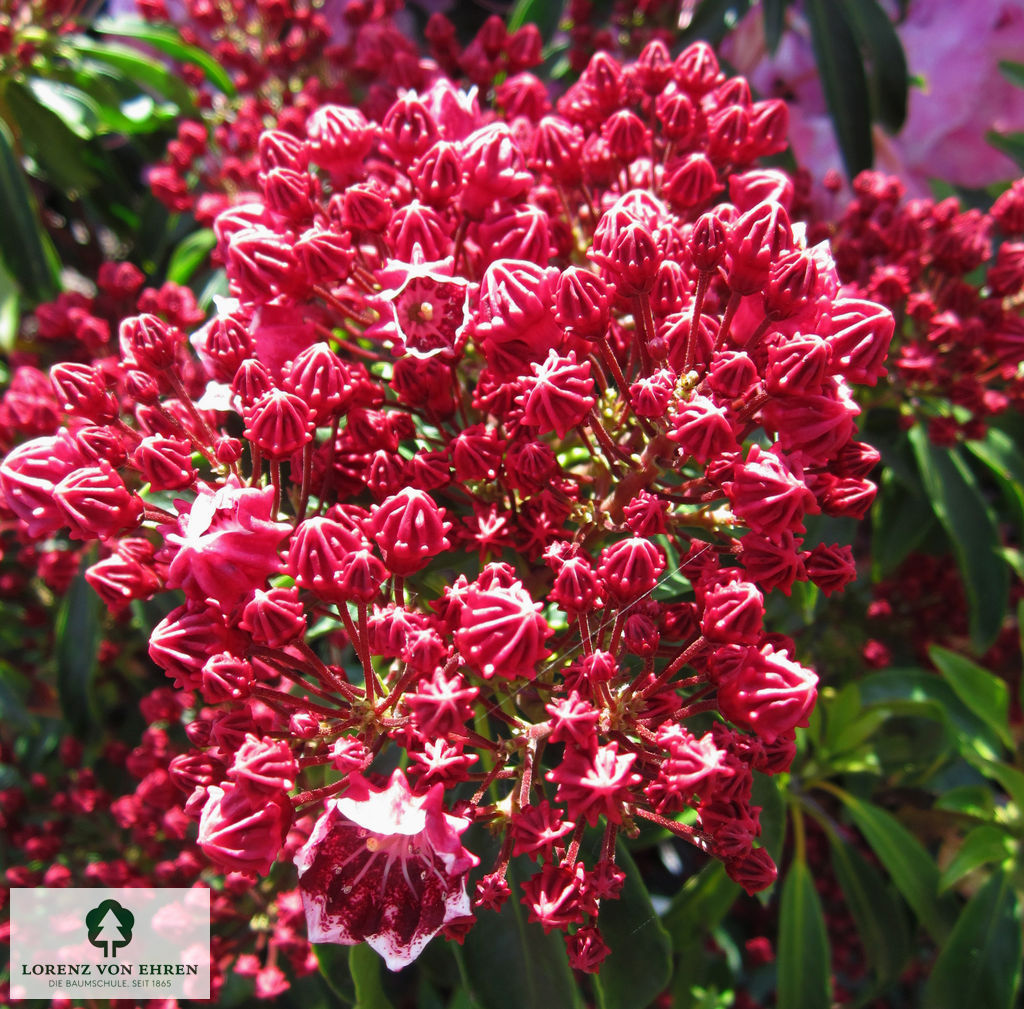 Kalmia latifolia 'Richard Jaynes'