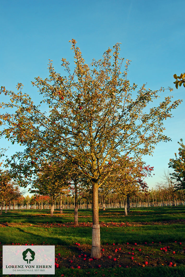 Malus domestica 'Landsberger Renette'