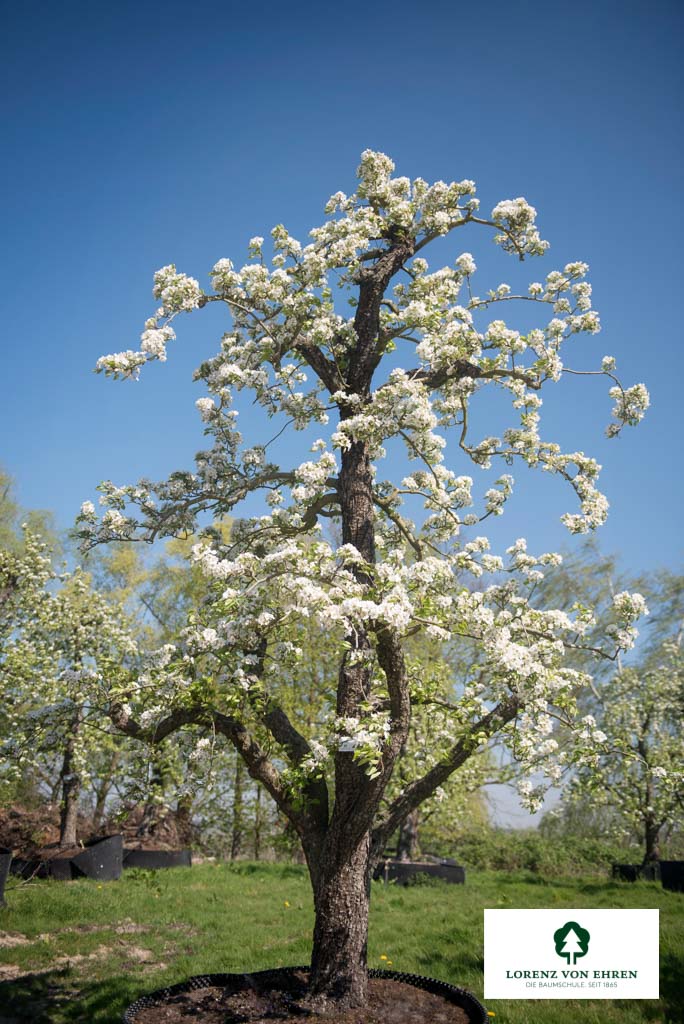 Pyrus communis 'Conférence' Unikat