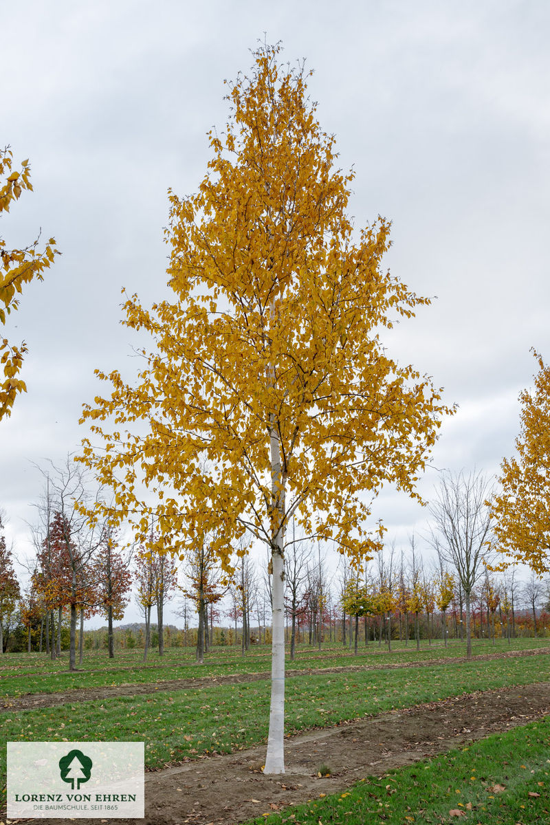 Betula albosinensis