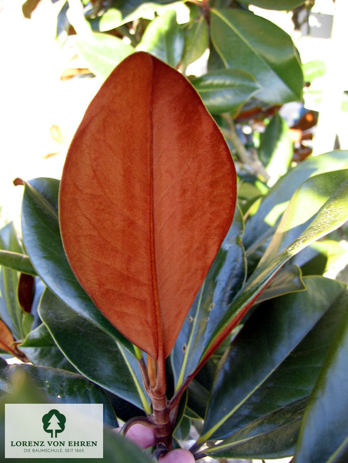 Magnolia grandiflora 'Blanchard'