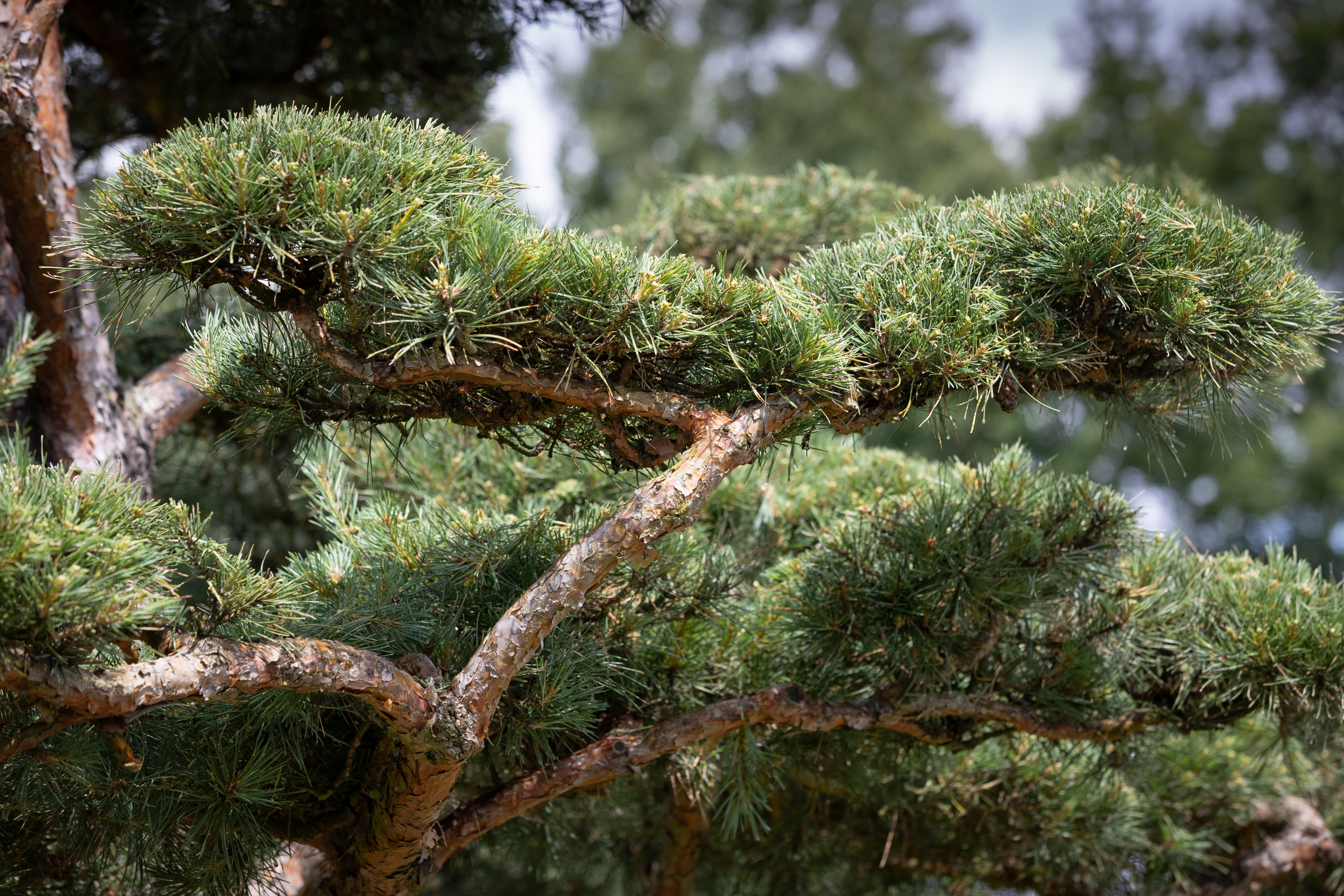 Pinus sylvestris Bonsai