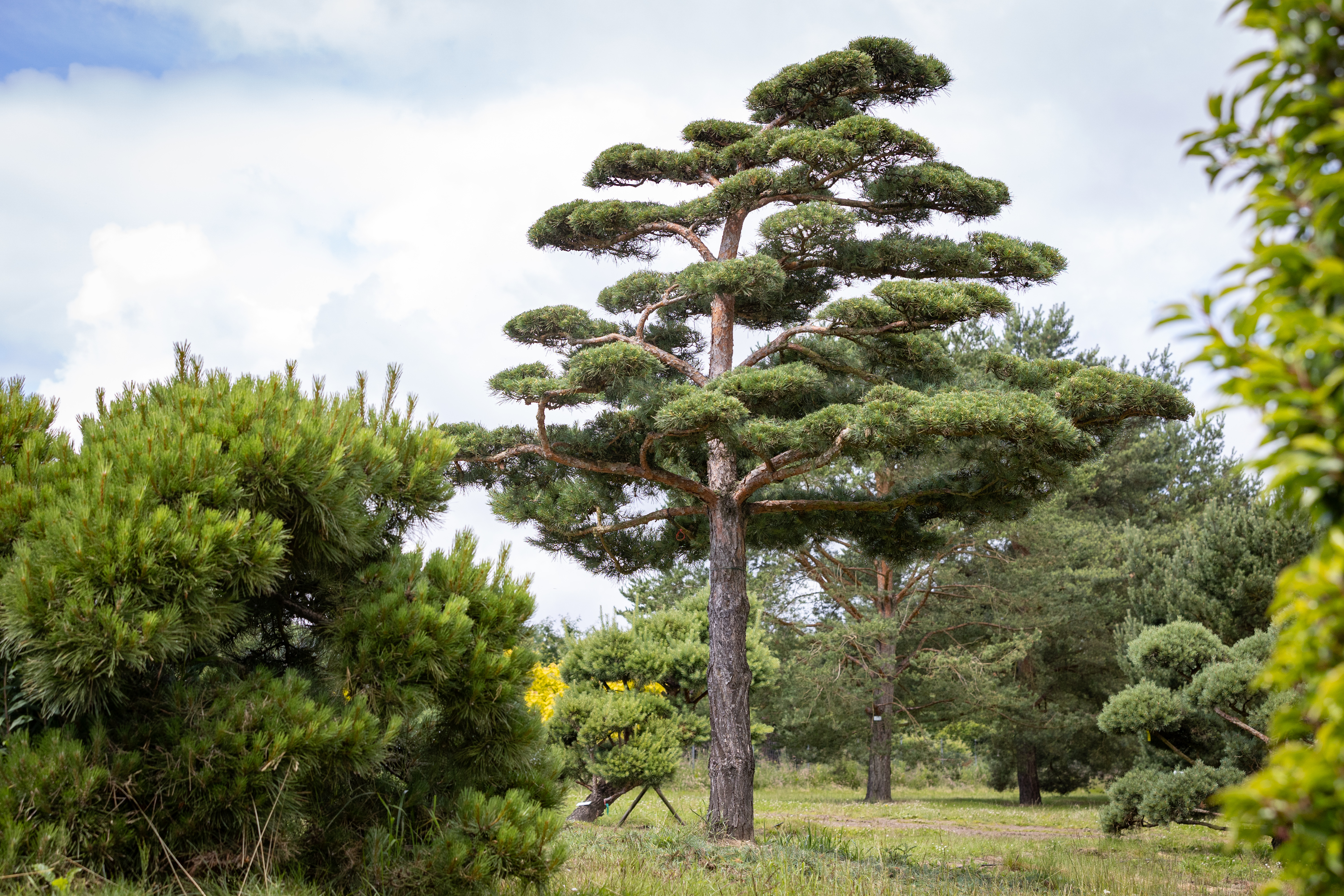Pinus sylvestris Bonsai