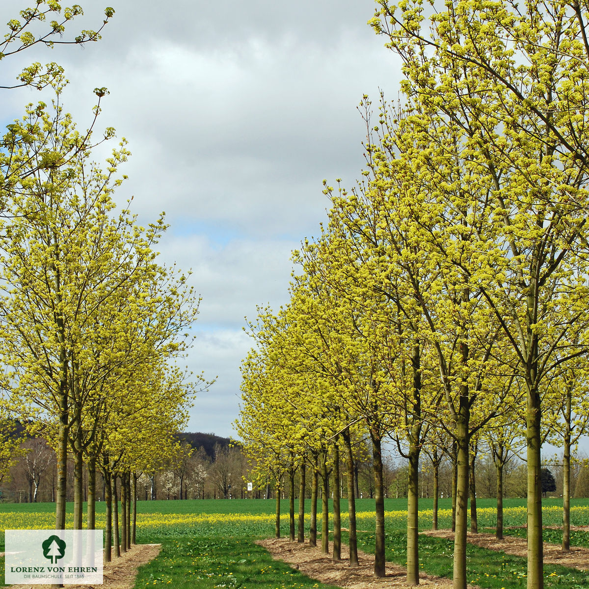 Acer platanoides 'Emerald Queen'