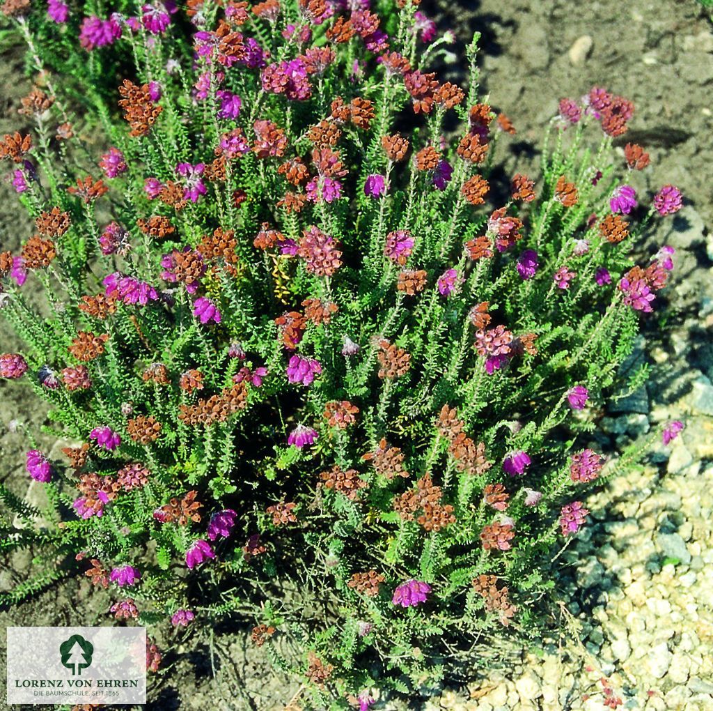 Erica tetralix 'Con Underwood'