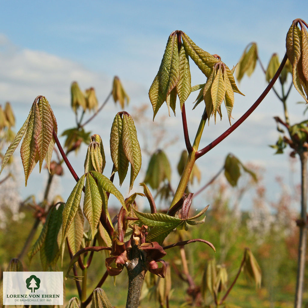 Aesculus parviflora