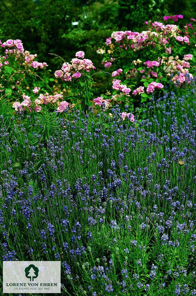 Lavandula angustifolia 'Dwarf Blue'