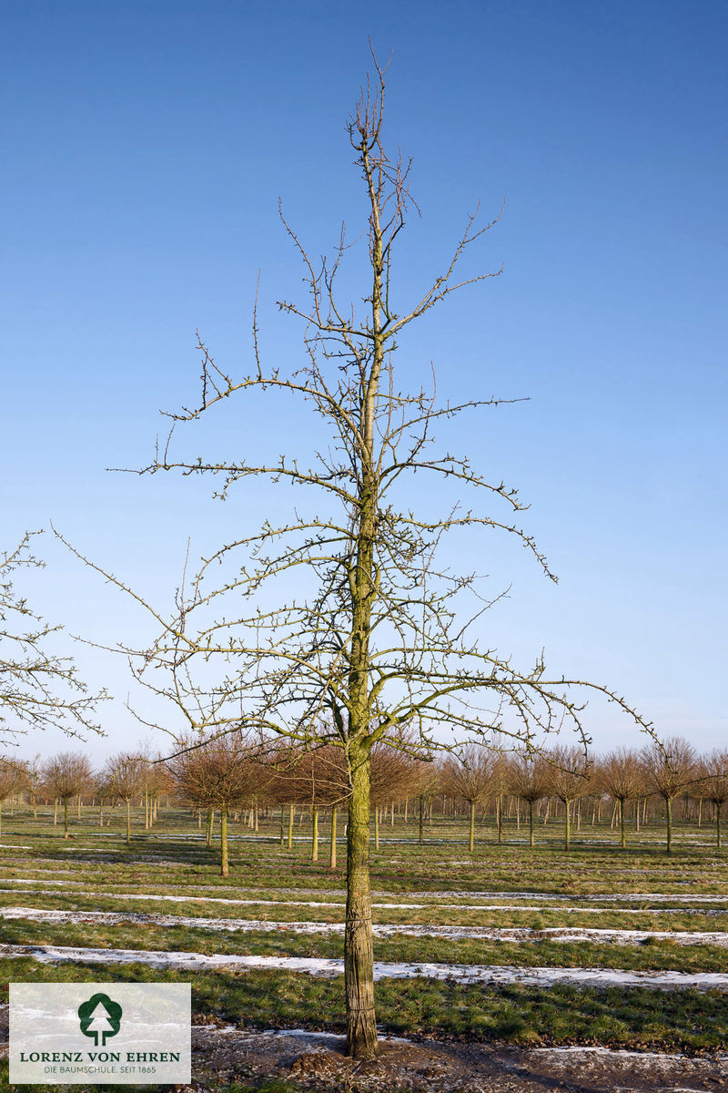 Pyrus communis 'Köstliche Von Charneu'