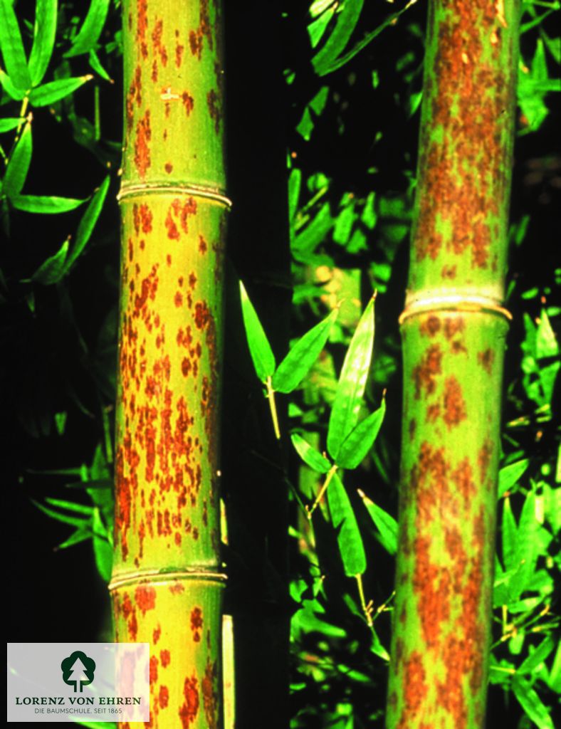 Phyllostachys nigra 'Boryana'