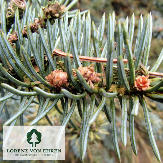 Picea pungens 'Koster'