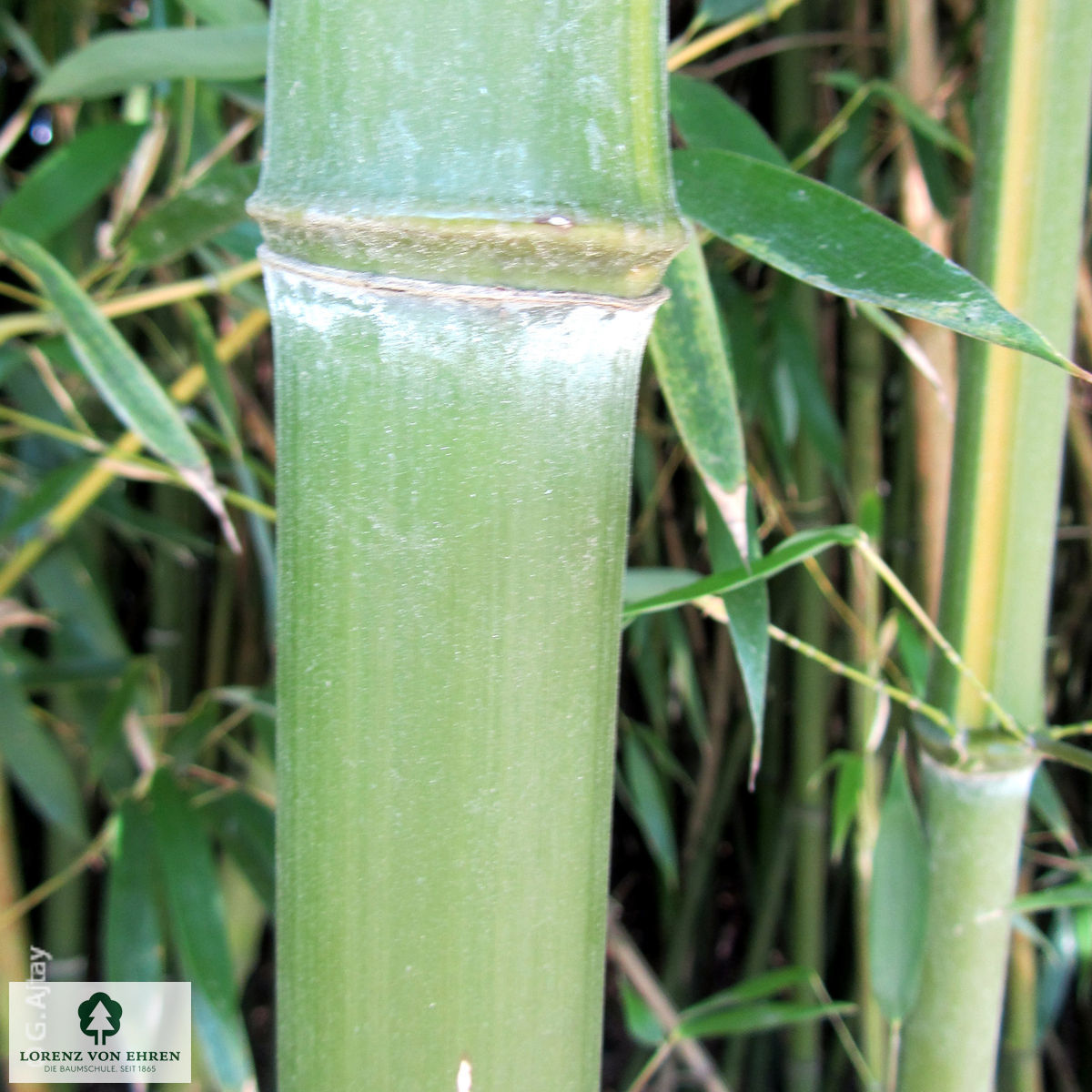 Phyllostachys viridiglaucescens