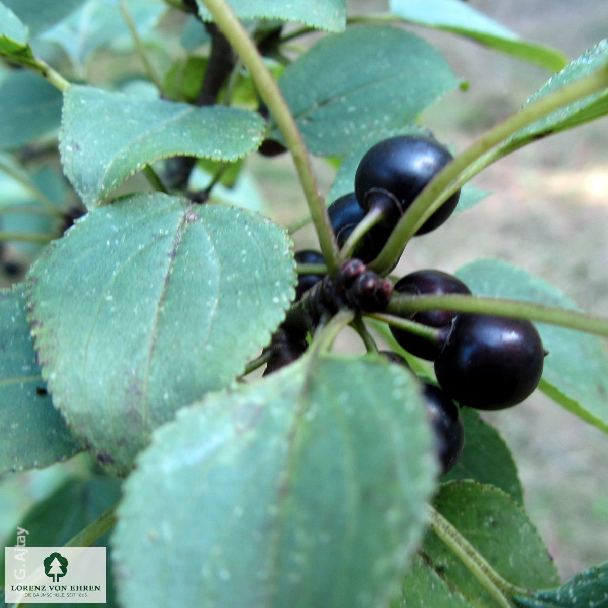 Rhamnus catharticus