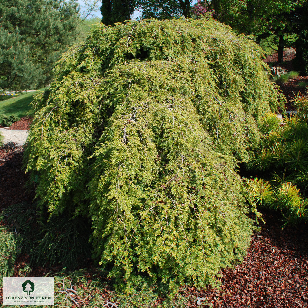 Tsuga canadensis 'Pendula'