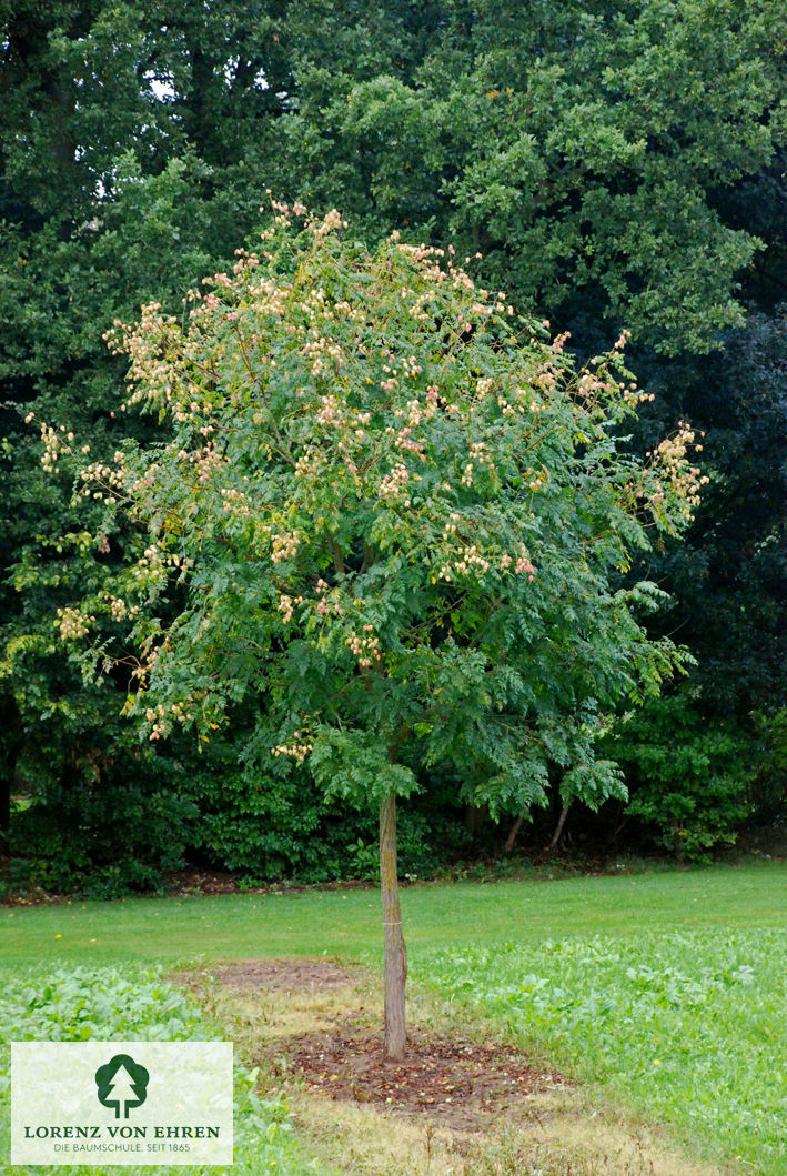 Koelreuteria paniculata