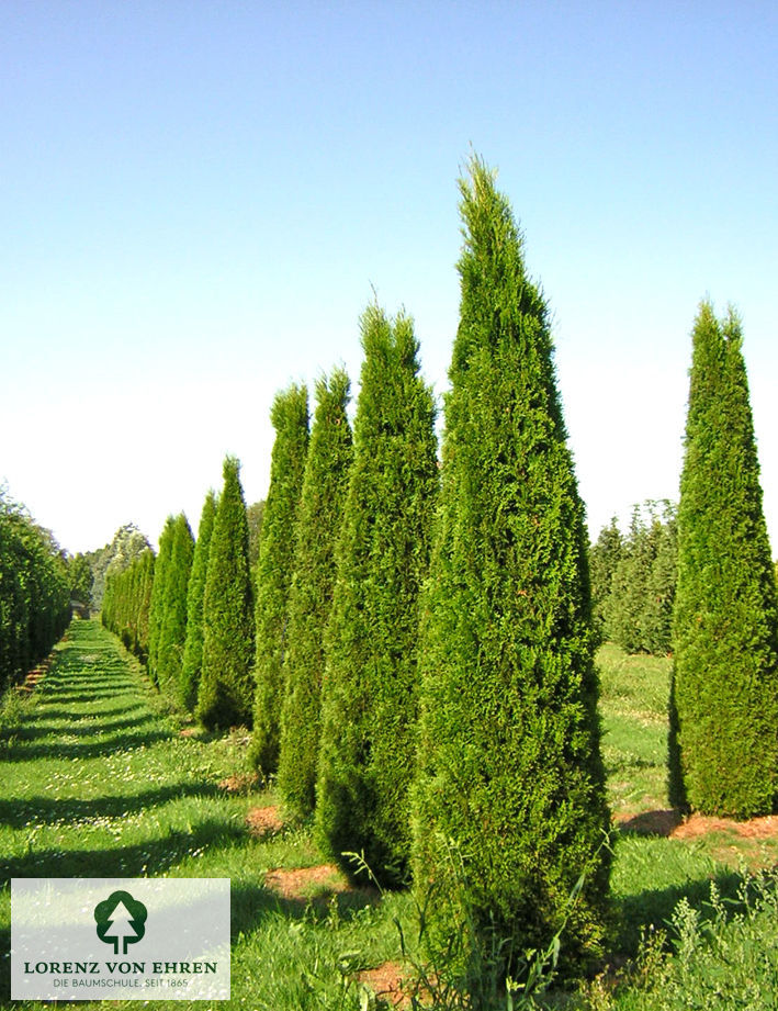 Thuja occidentalis 'Smaragd'