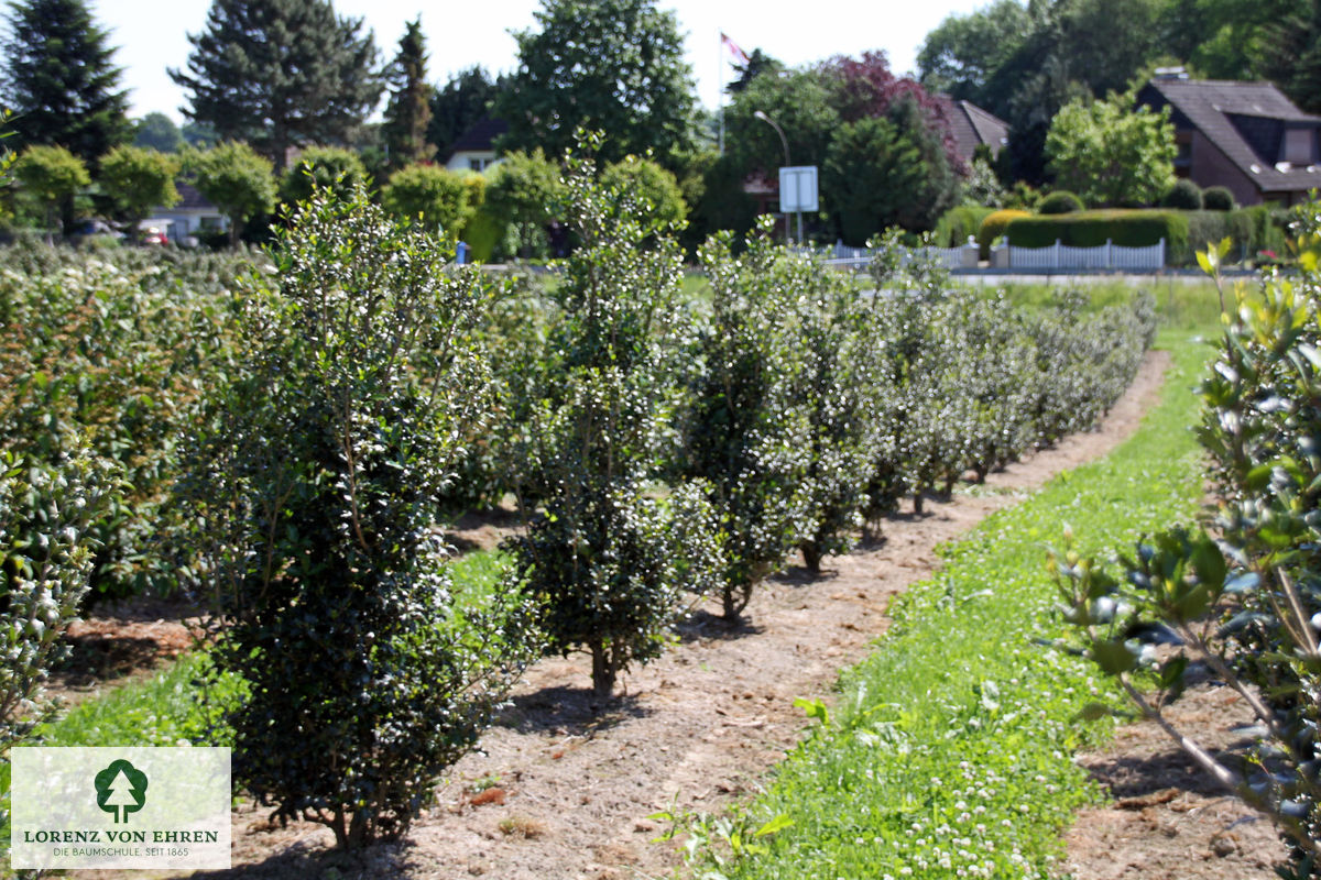 Osmanthus heterophyllus