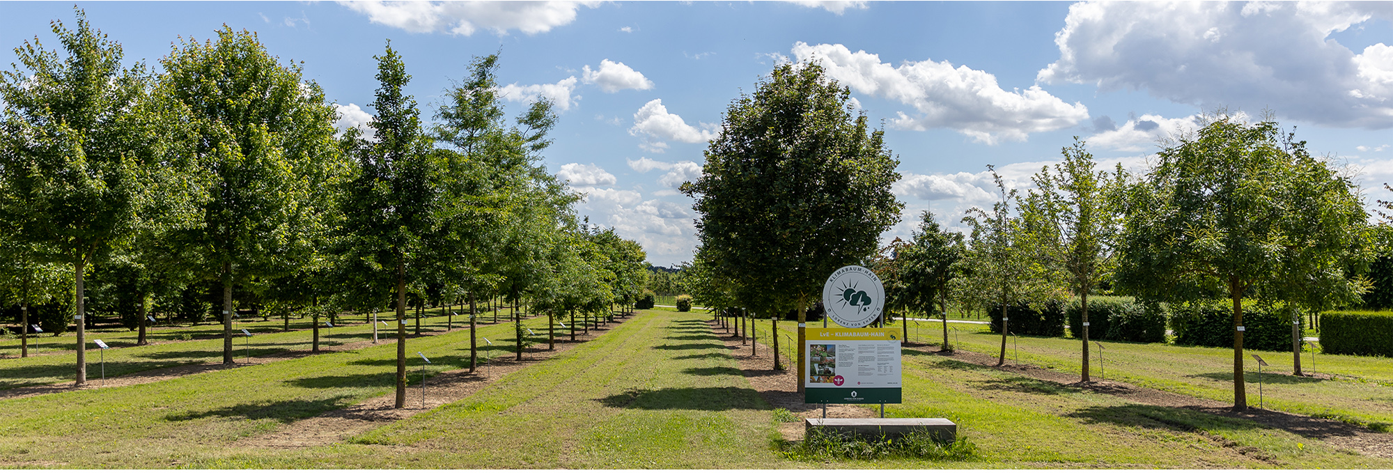 Grove of climate trees Grove of climate trees