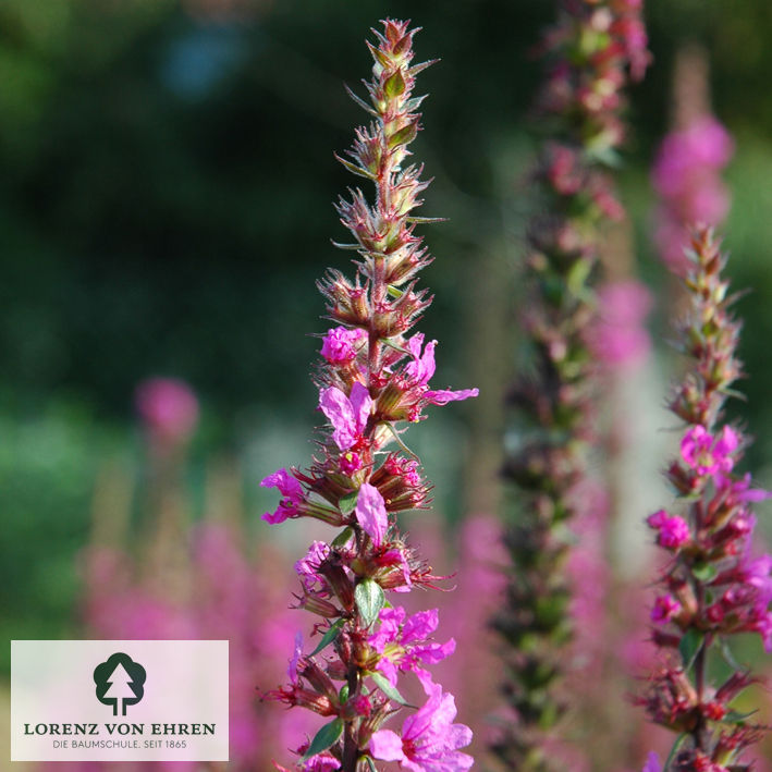 Lythrum salicaria