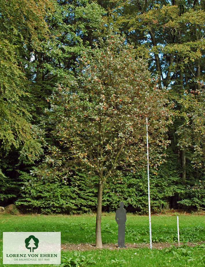 Sorbus aria 'Magnifica'