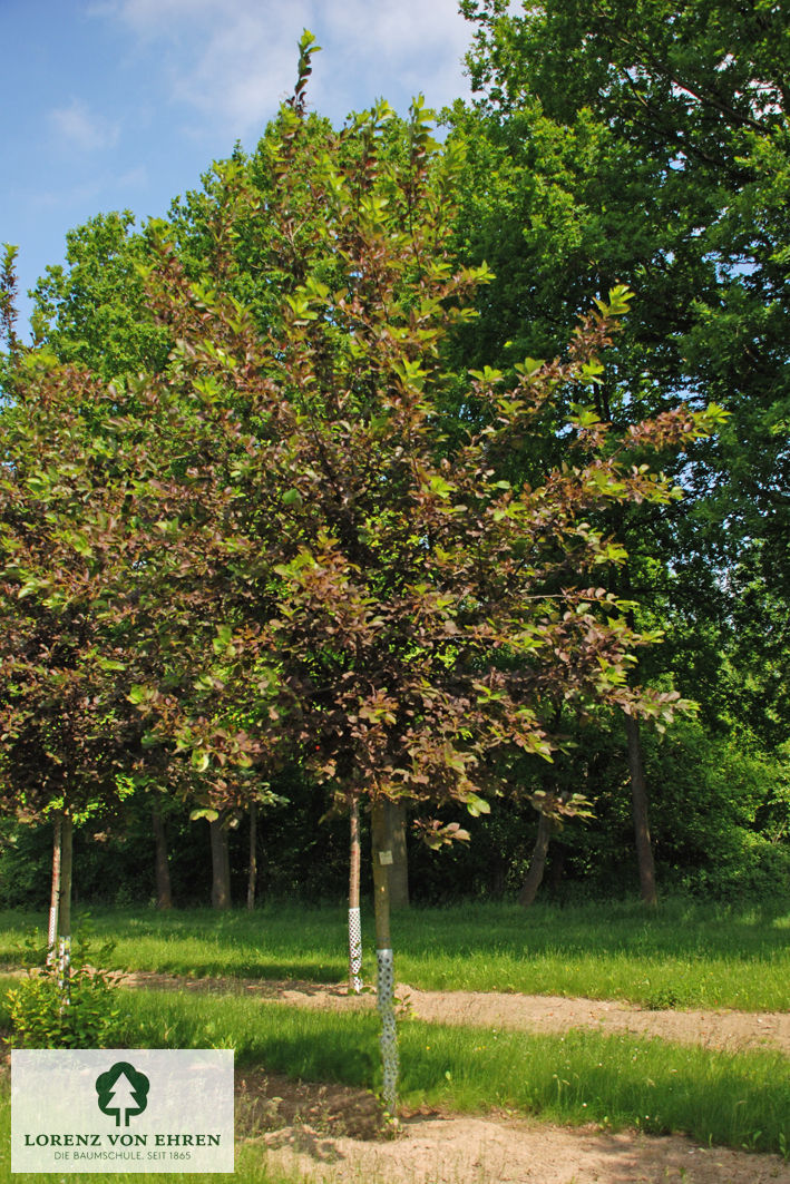 Prunus virginiana 'Shubert'