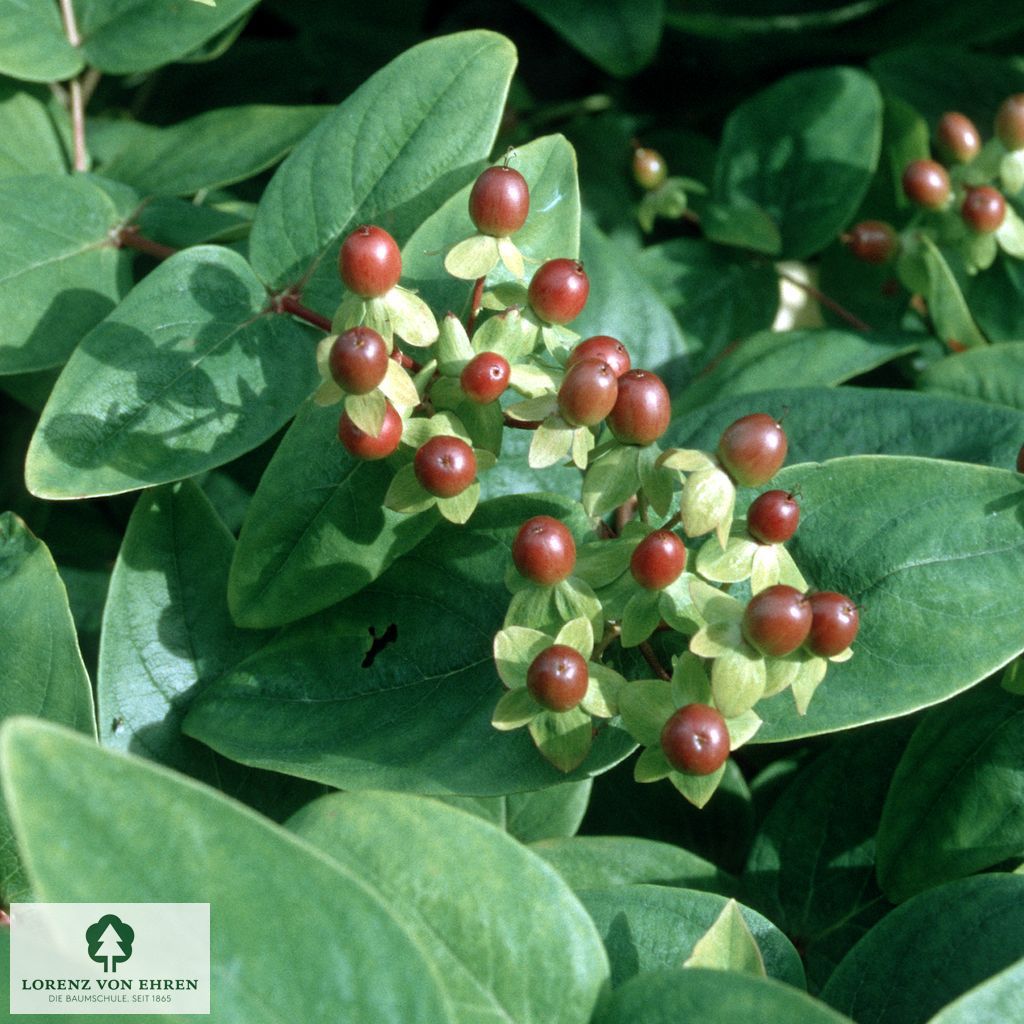 Hypericum androsaemum