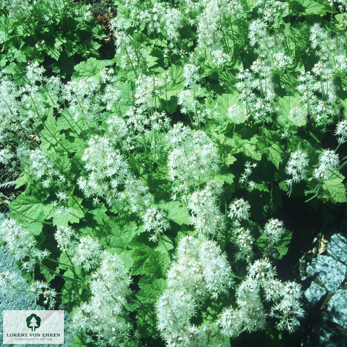 Tiarella cordifolia