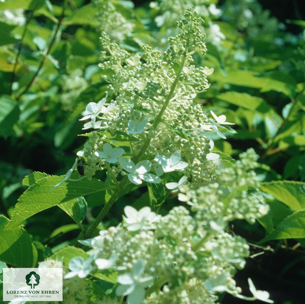 Hydrangea paniculata 'Kyushu'