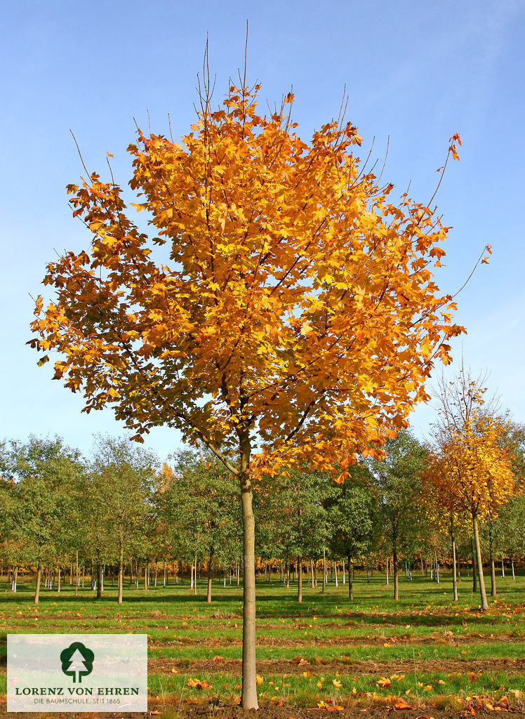 Acer platanoides Kugel in Herbstfärbung