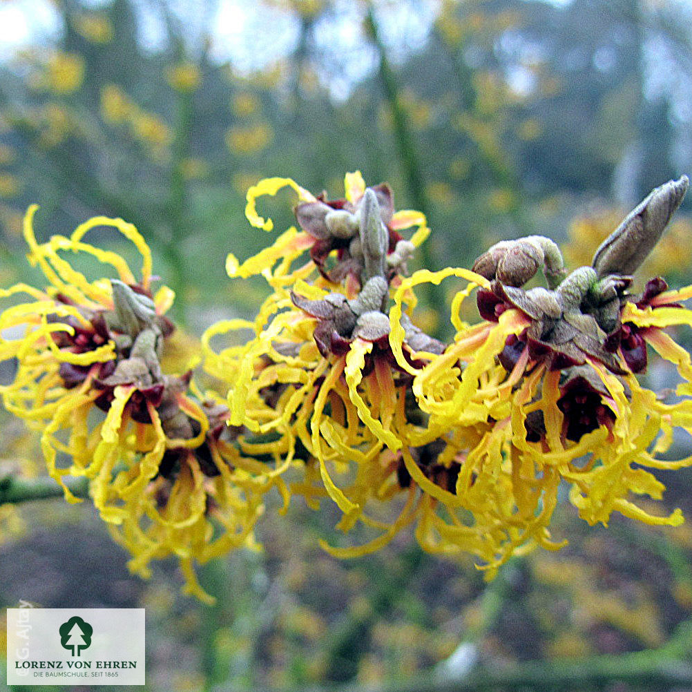 Hamamelis japonica