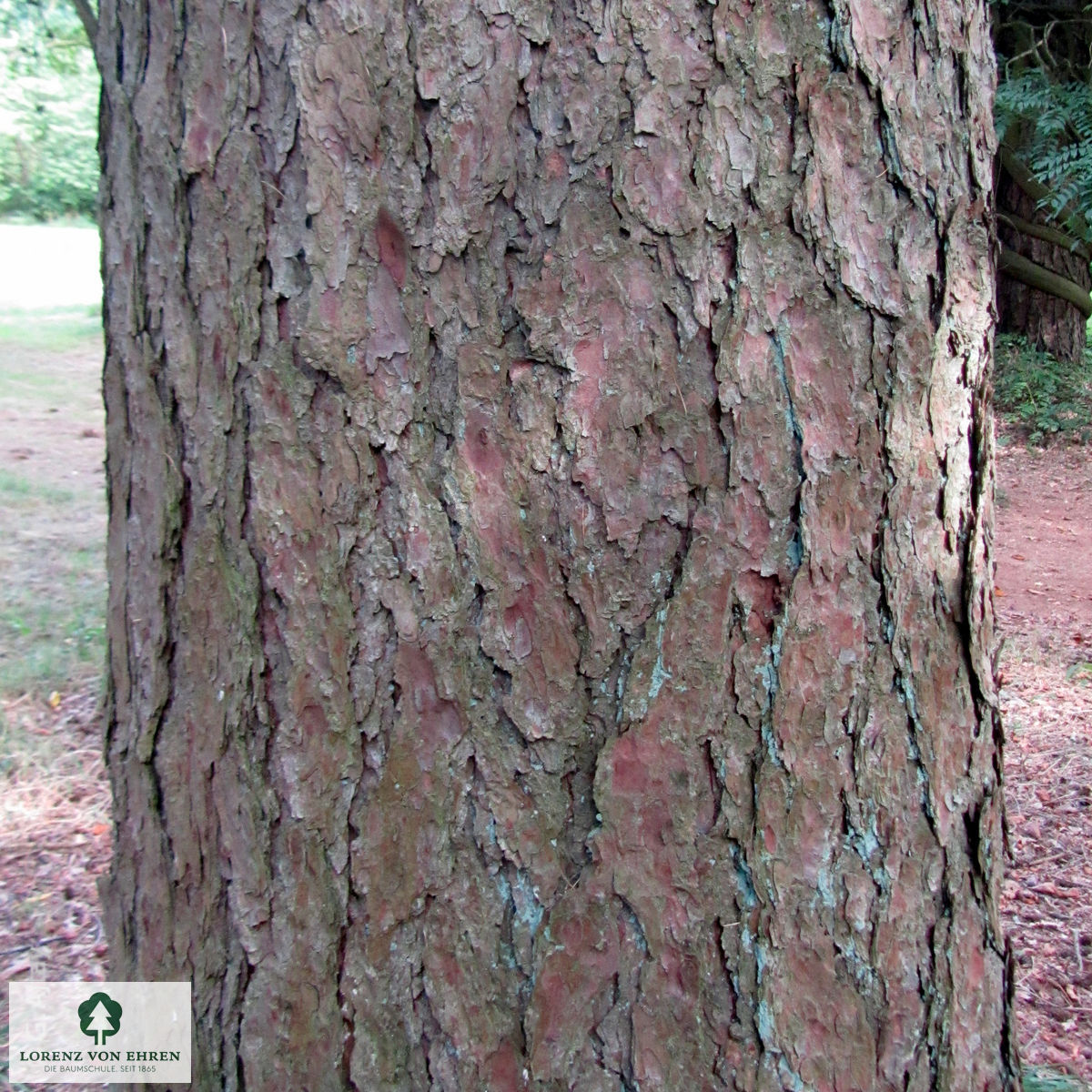 Larix kaempferi