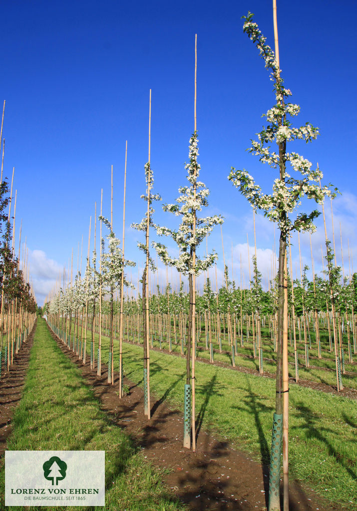 Malus toringo sargentii Veredlung