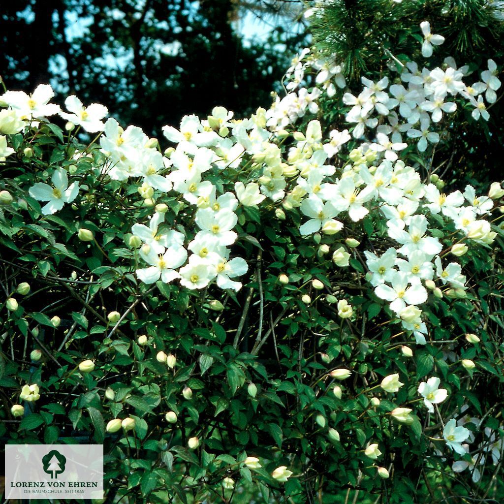 Clematis montana 'Grandiflora'