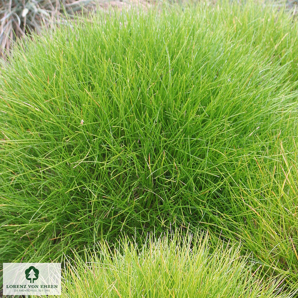 Festuca gautieri 'Pic Carlit'