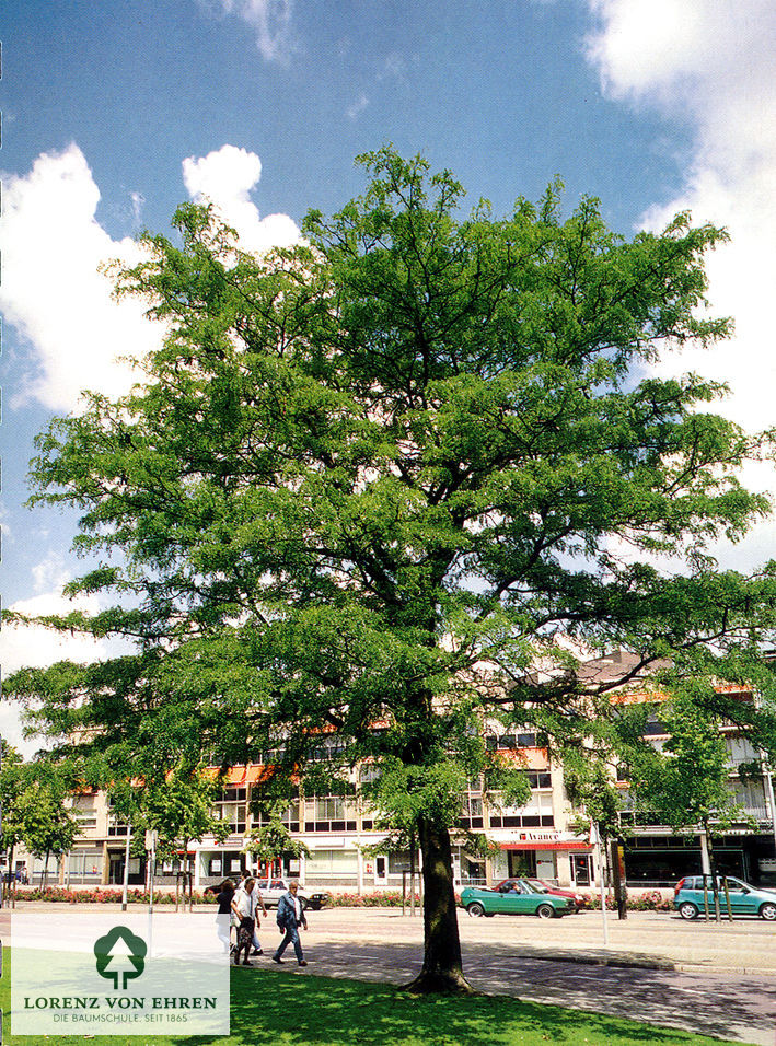 Gleditsia triacanthos