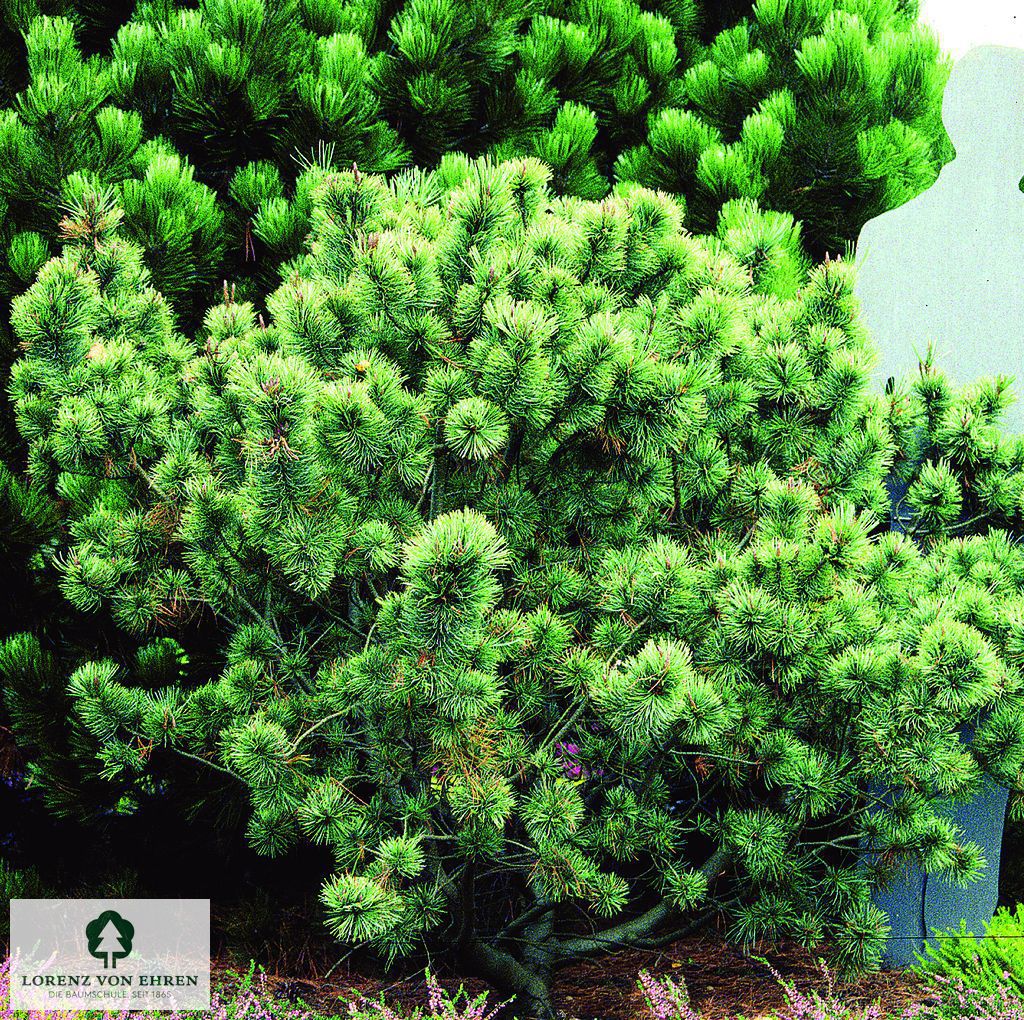 Pinus pumila 'Glauca'