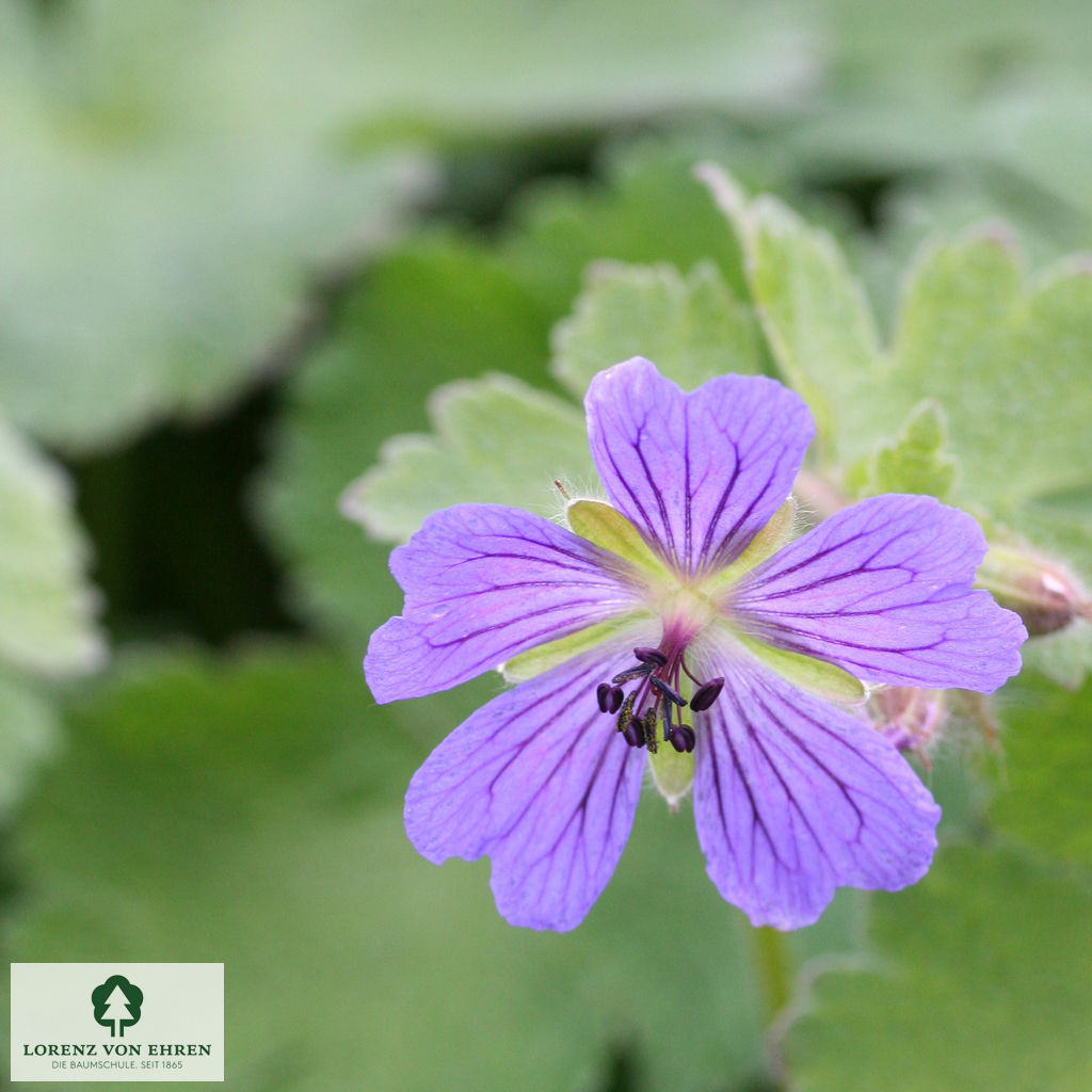 Geranium 'Philippe Vapelle'