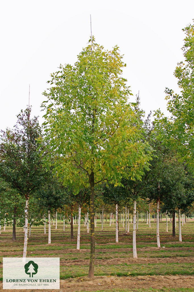 Fraxinus americana microcarpa