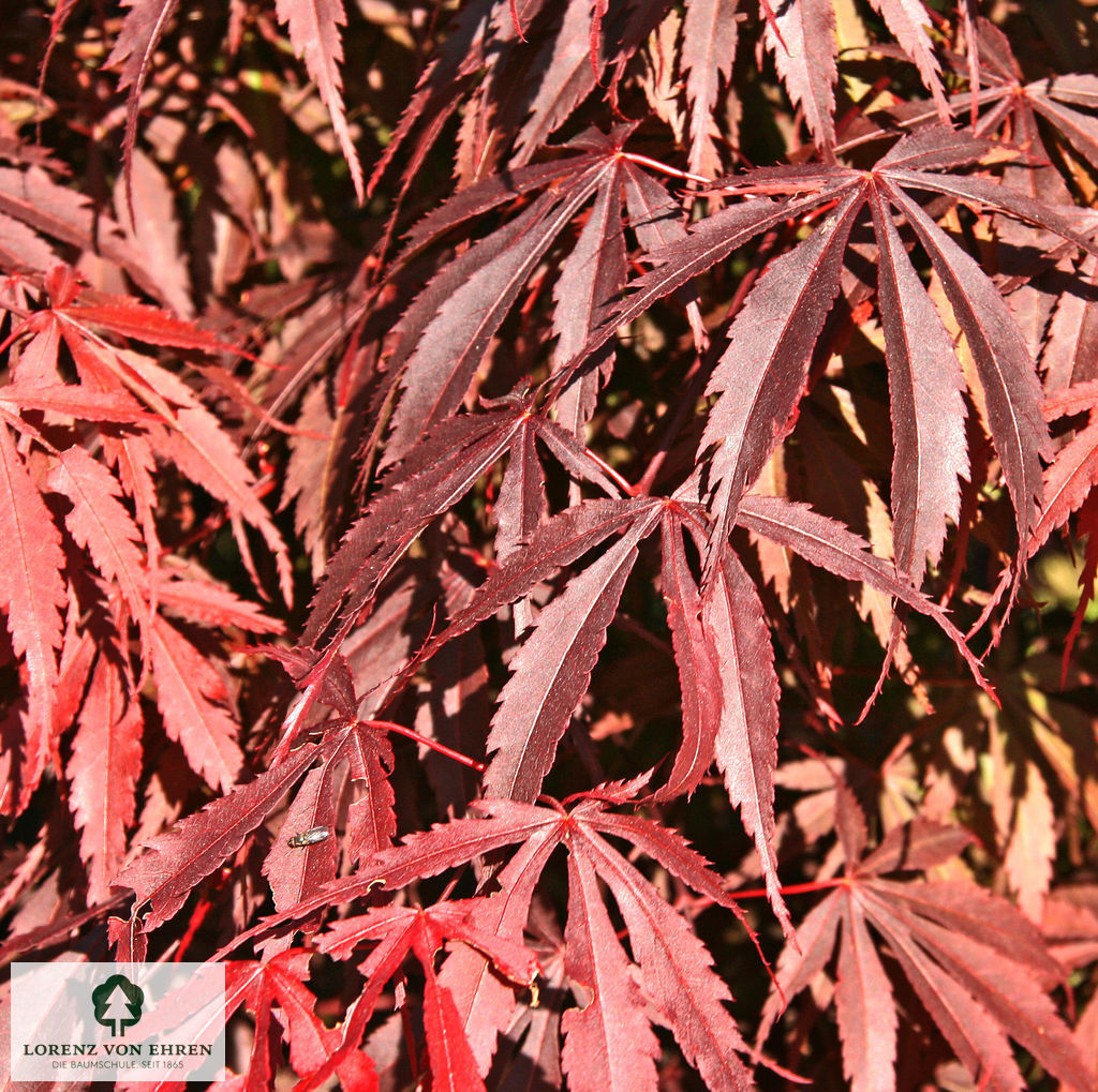 Acer palmatum 'Atropurpureum'