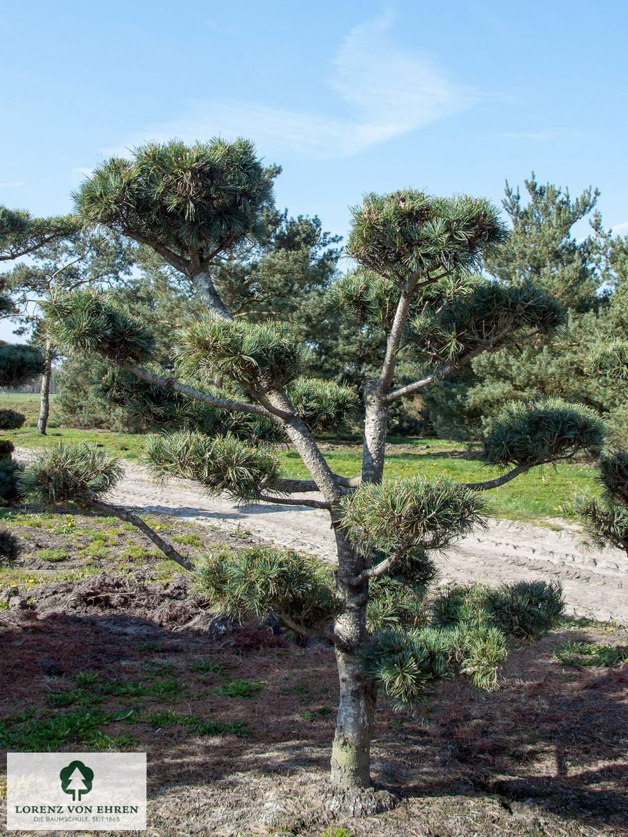 Pinus parviflora 'Negishi'