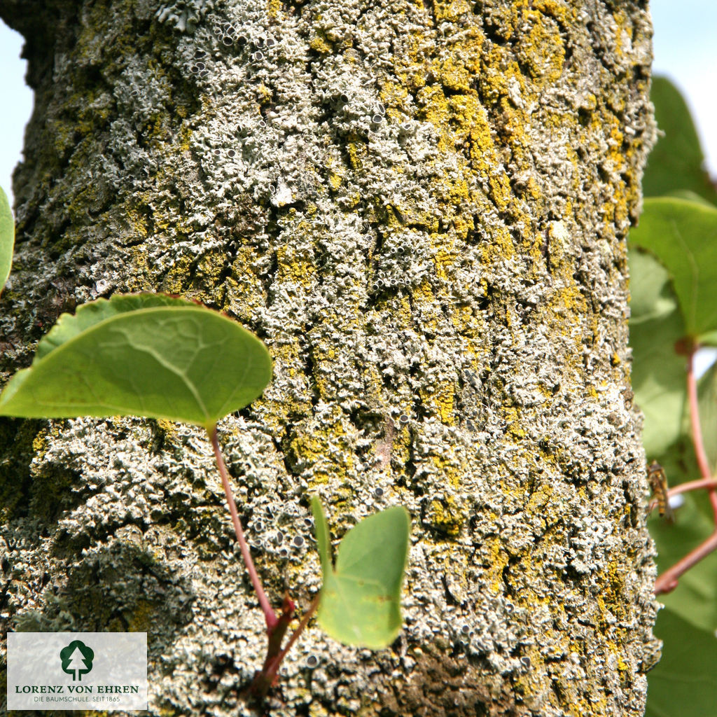 Cercis siliquastrum