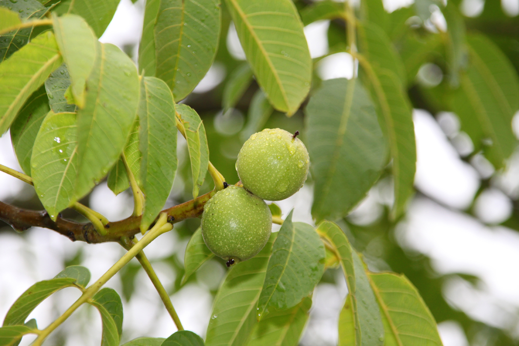 Walnüsse vom Juglans regia Baum: Natürlicher Genuss aus Ihrem Garten Erfahren Sie alles über die Früchte des Juglans regia-Baums, die köstlichen Walnüsse. Von der Ernte bis zur Verwendung in kulinarischen Kreationen.