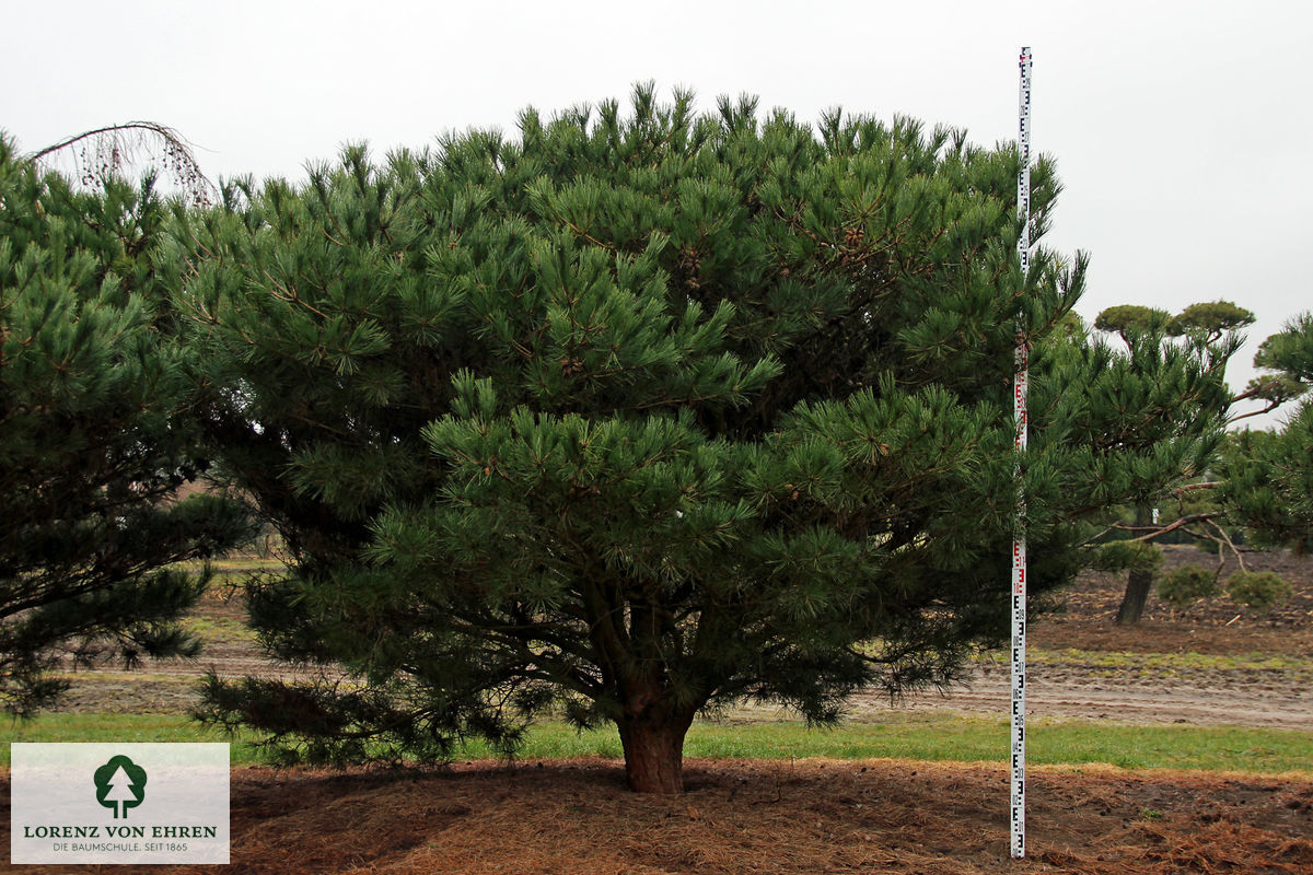 Pinus densiflora 'Umbraculifera'