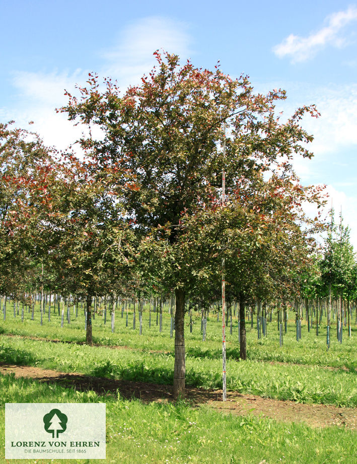 Malus 'Royalty'