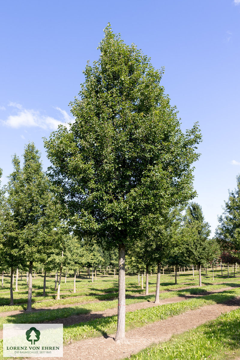 Pyrus calleryana 'Chanticleer'